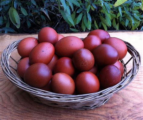My nest guess is a cross of more prolific laying breed with the <b>Marans</b> rooster who passes his <b>egg</b> color onto his female offspring. . Midnight majesty maran eggs